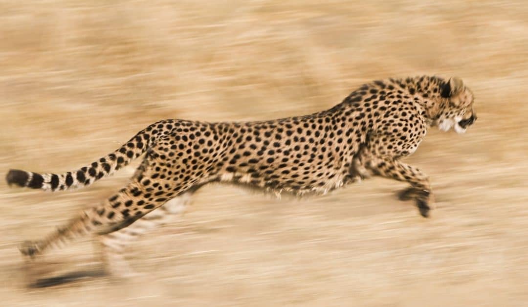 What is a High Performing Business?