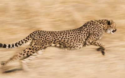 What is a High Performing Business?